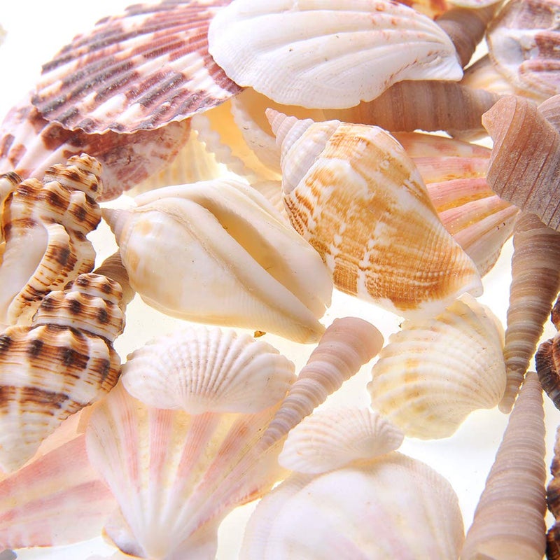 PowerTRC Mixed Beach Sea Shells for Ocean Theme Parties and Weddings Decoration | Vase, Fountain & Fish Tank Filler Various Sizes 1â€-2.5â€ | Approx.100 Sea Shells - Image 2